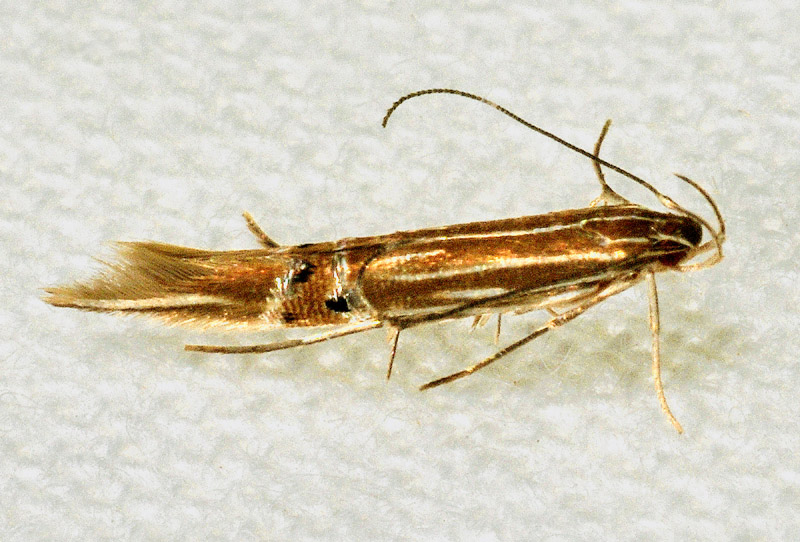 Cosmopterix lienigiella ?